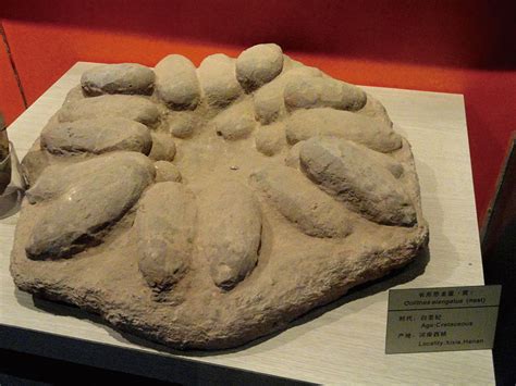羅漢 魚 恐龍蛋 化石
